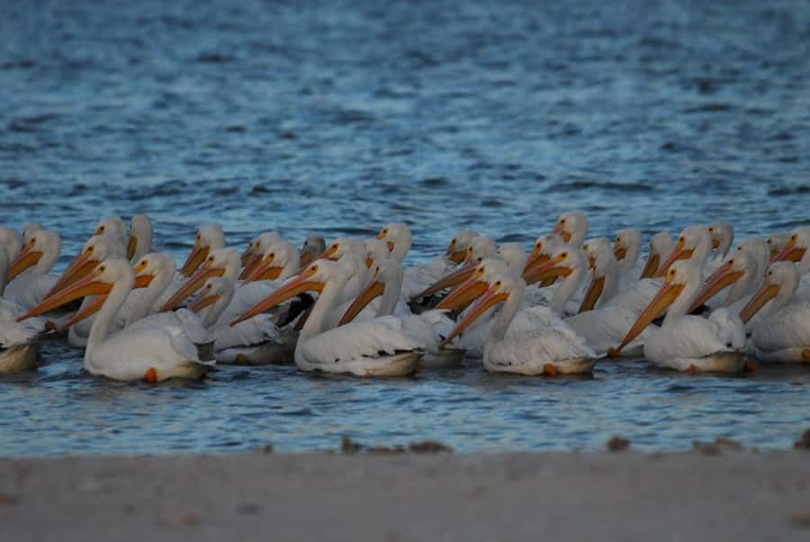 Everglades National Park: 2 hour Dolphin & Birding Boat Tour - Key points to know before you book