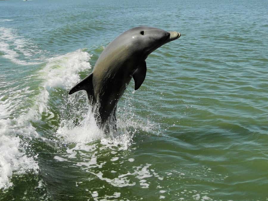 Everglades National Park: 2 hour Dolphin & Birding Boat Tour - Mangrove waterways and the wildlife search
