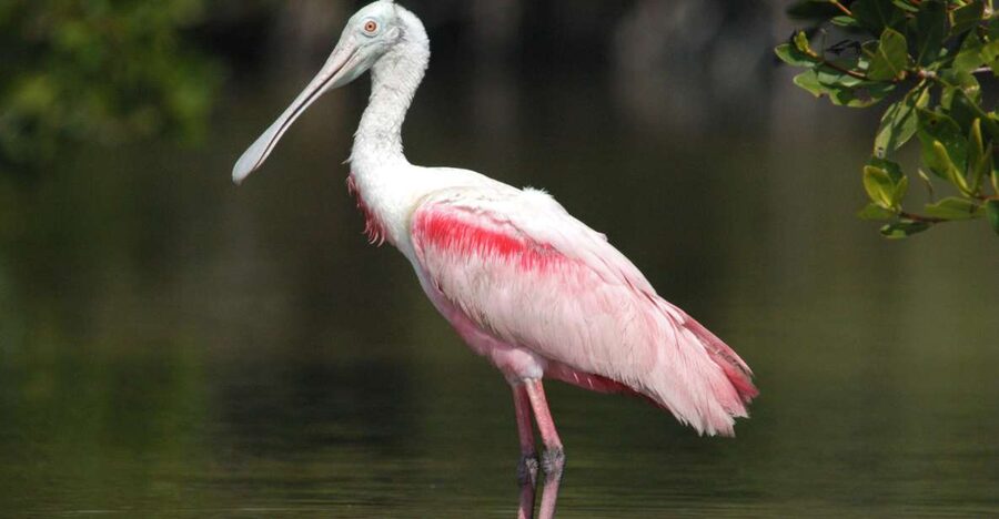 Everglades Private 2.5 Hour Photo and Birding Safari - Key points to know before booking