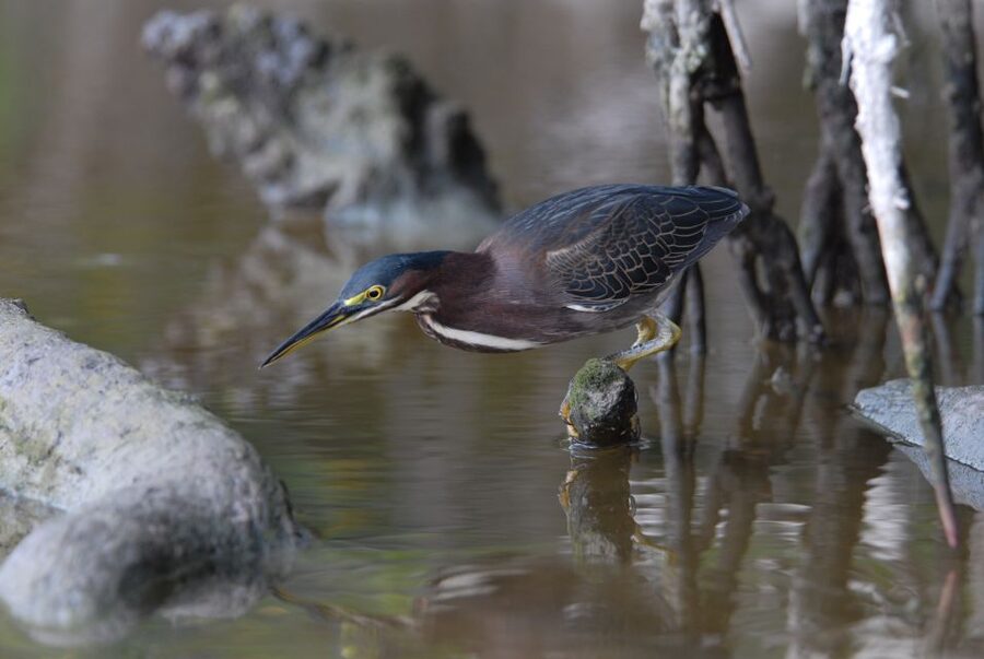 Everglades Private 2.5 Hour Photo and Birding Safari - Why this private Everglades trip works for photographers