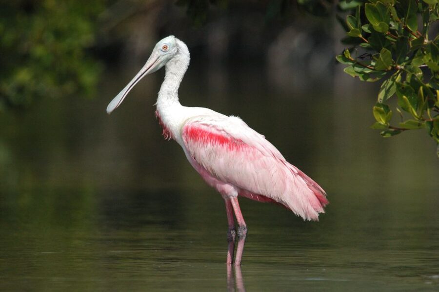 Everglades Private 2.5 Hour Photo and Birding Safari - What the 150-minute itinerary feels like