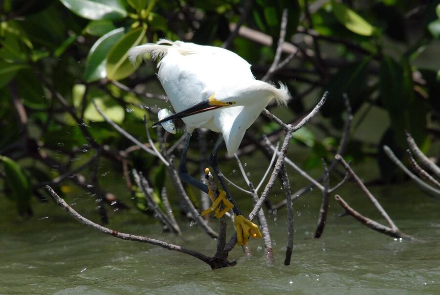 Everglades Private 2.5 Hour Photo and Birding Safari - Why the guide makes or breaks the experience