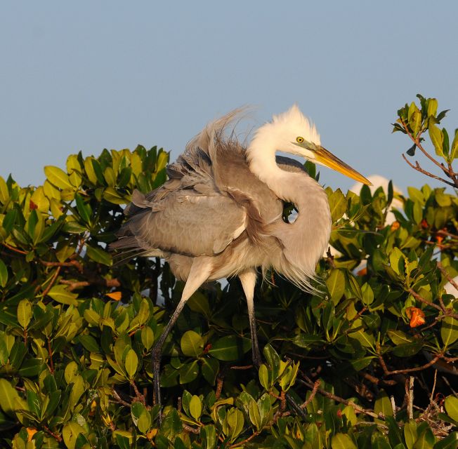 Everglades Private 2.5 Hour Photo and Birding Safari - Setting out from Chokoloskee Marina