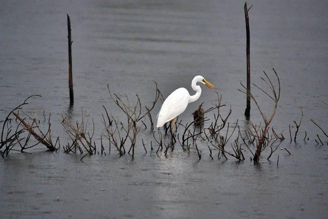 Exclusive: Muthurajawela Bird Watching Tour with Transfers - Why Muthurajawela Marsh is worth your morning