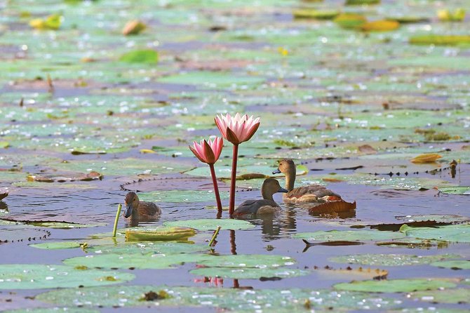 Exclusive: Muthurajawela Bird Watching Tour with Transfers - What you might see from the boat