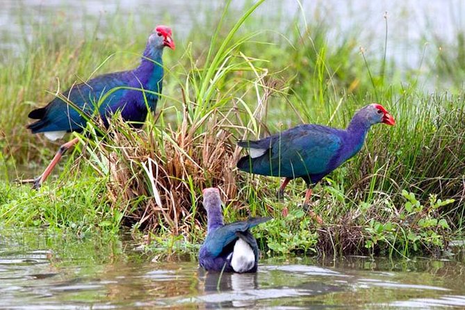 Exclusive: Muthurajawela Bird Watching Tour with Transfers - Why the early start matters