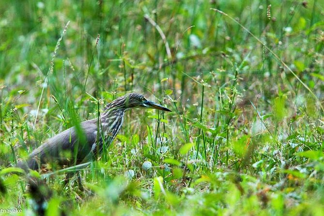 Exclusive: Muthurajawela Bird Watching Tour with Transfers - Boat comfort and the pace of the trip