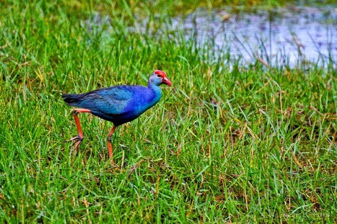 Exclusive: Muthurajawela Bird Watching Tour with Transfers - The tuk-tuk ride from Negombo