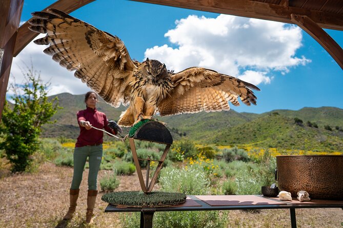 Experience Raptors and Falconry in Reno - Why the one-hour format works