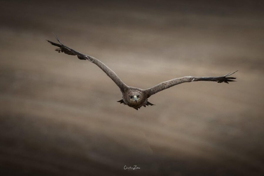 Experience with birds of prey in Tuscany - Brave the Harris’s buzzard takes flight