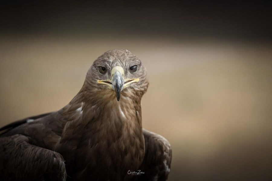 Experience with birds of prey in Tuscany - Is $90.51 a fair price?