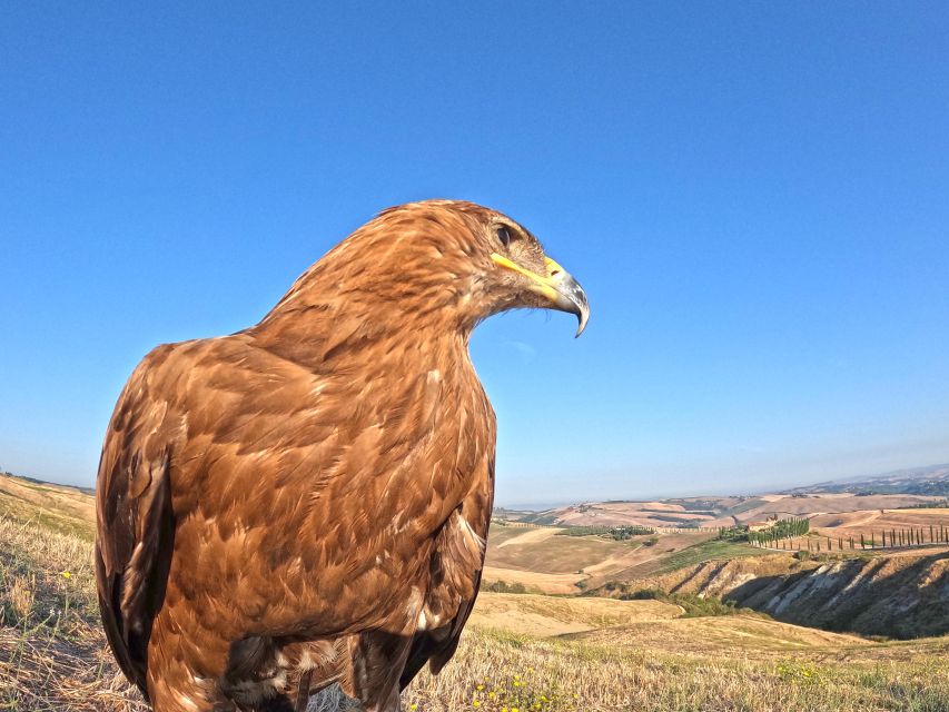 Experience with birds of prey in Tuscany - Practical details for planning your day