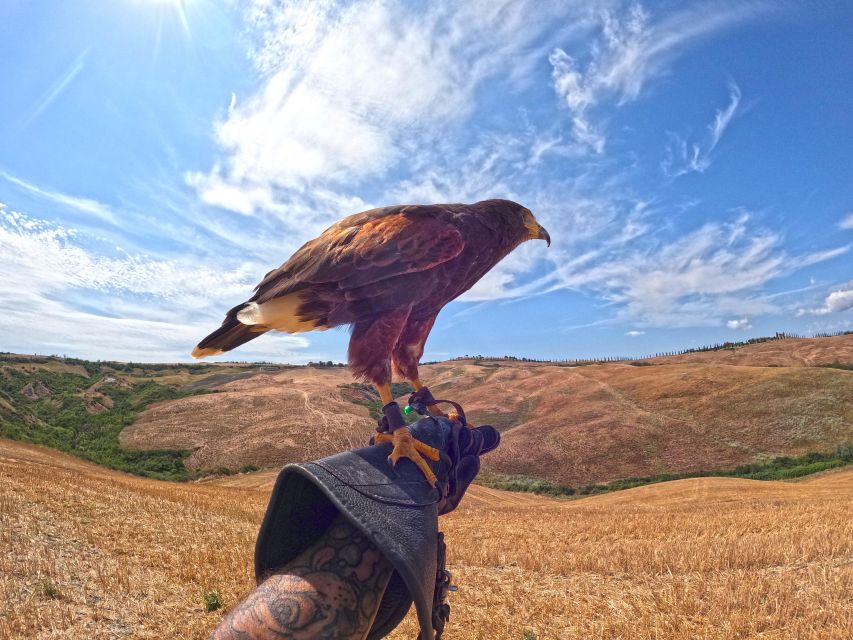 Experience with birds of prey in Tuscany - Learning the old art of falconry