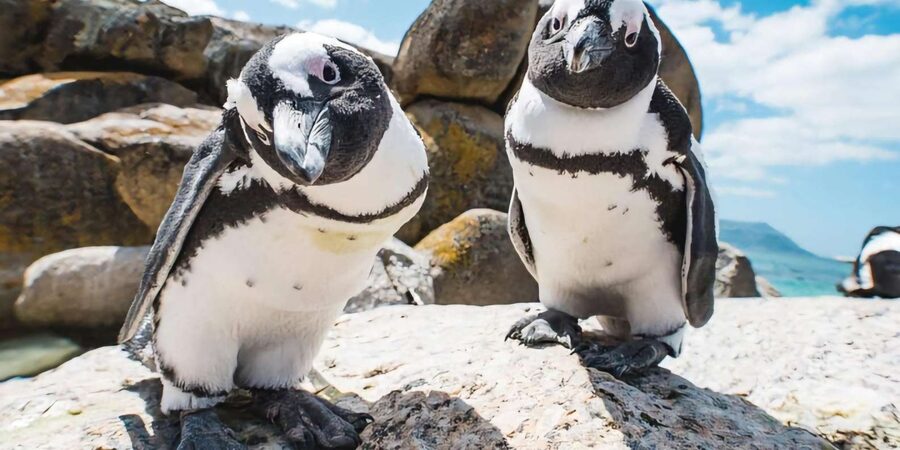 Explore: Cape of Good Hope and Penguins Full-Day Tour - Lunch is practical, not a major food stop