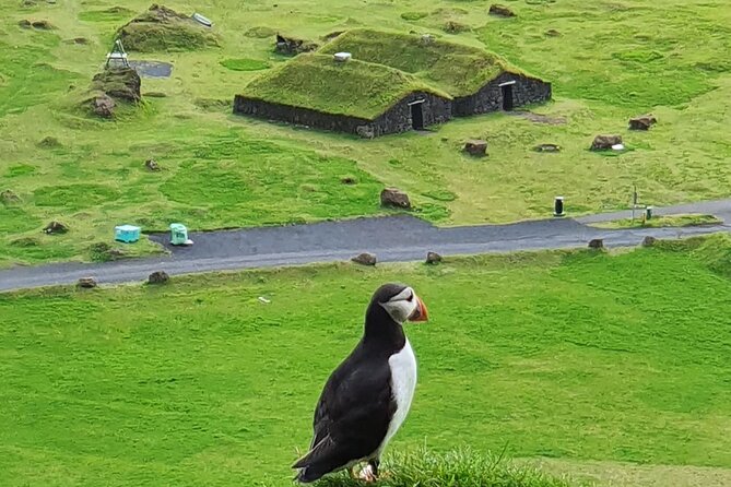 Eyjascooter Puffin Tour in Iceland - Riding from Vestmannaeyjar to Heimaey’s viewpoints