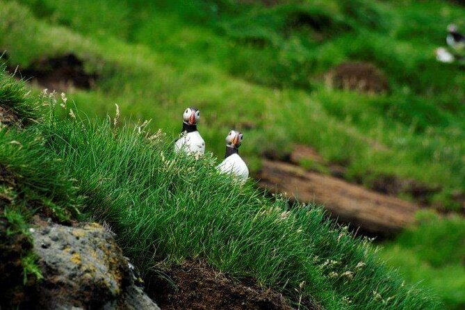 Eyjascooter Puffin Tour in Iceland - Puffin viewing on a wild schedule