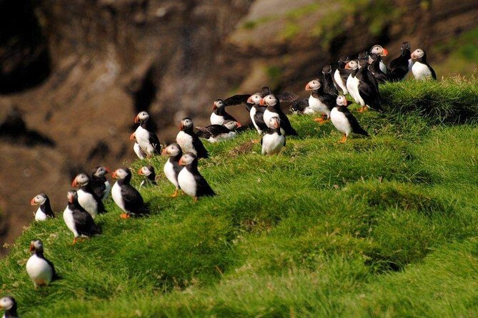 Eyjascooter Puffin Tour in Iceland - Finishing at the Sea Life Trust Museum