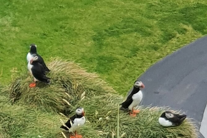 Eyjascooter Puffin Tour in Iceland - The volcanic story behind the scenery