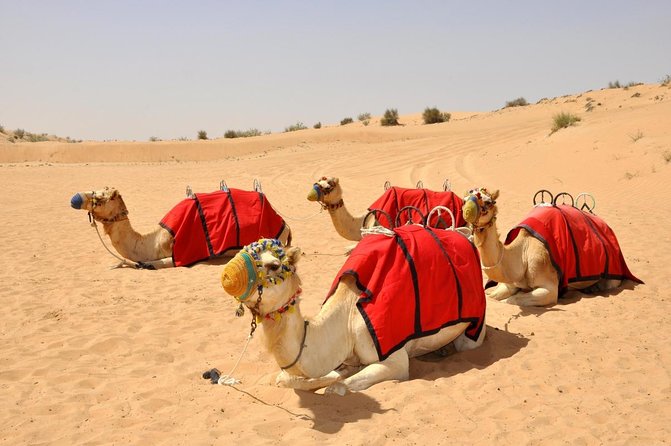 Falcon 1—Private Dubai Falconry Safari - Key points before you book