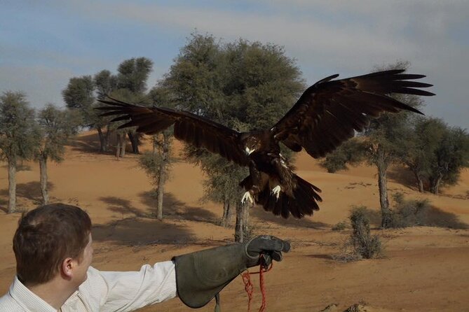 Falcon 1—Private Dubai Falconry Safari - What the hands-on lesson is like