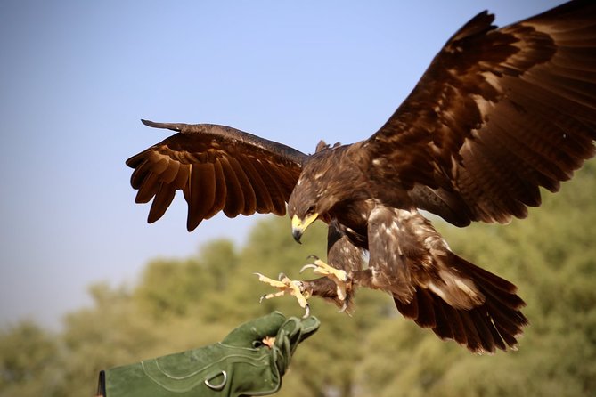 Falcon 1—Private Dubai Falconry Safari - Is $274 a good value?