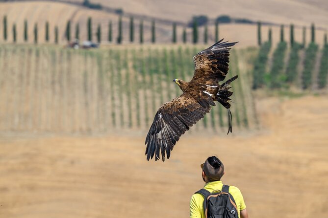Falconry experience in Tuscany - Meeting Davide at the Asciano viewpoint