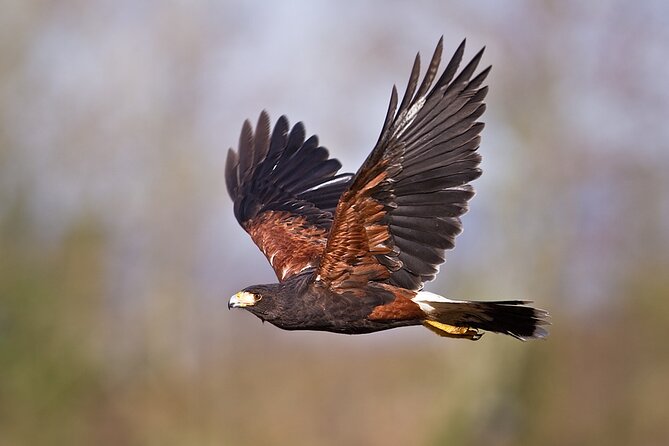 Falconry experience in Tuscany - Why the Tuscan setting matters