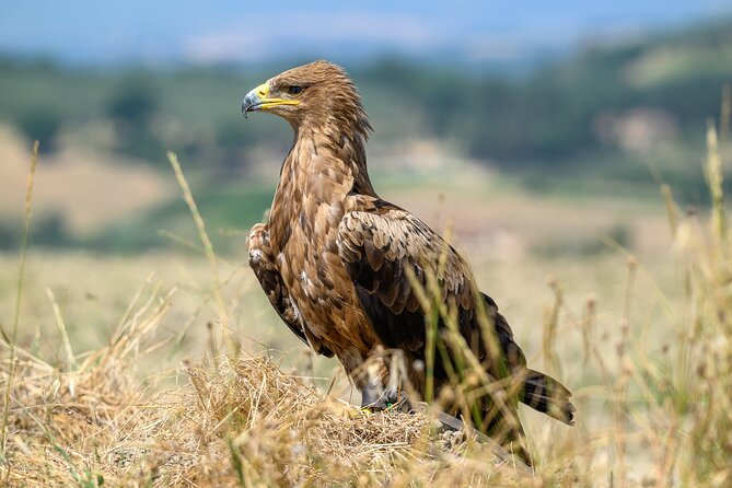 Falconry experience in Tuscany - Is $239.81 good value for two people?
