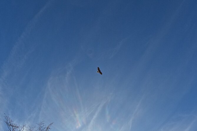 Falconry experience in Tuscany - The guide makes the difference
