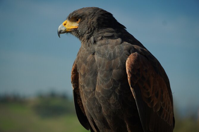 Falconry experience in Tuscany - Best fit for families, couples, and bird lovers