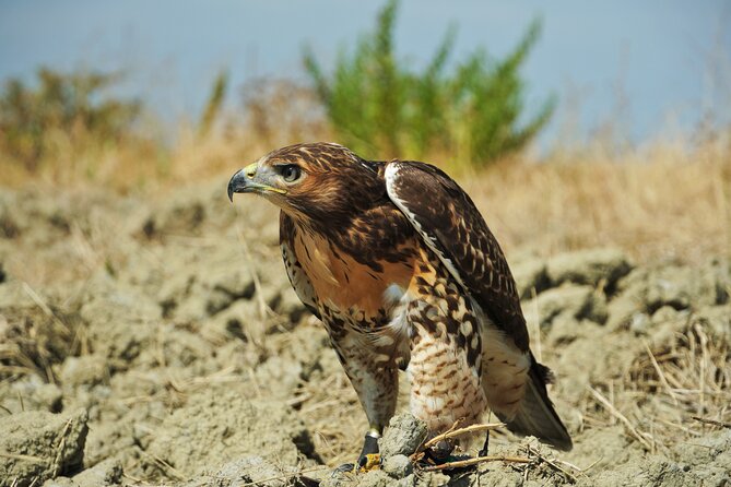 Falconry experience in Tuscany - Planning around weather and cancellation