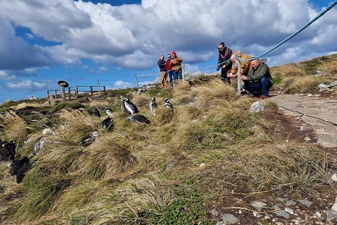 Falkland Islands Shared Tour Sightseeing with Penguins - Yorke Bay: open ground, dunes, and penguins