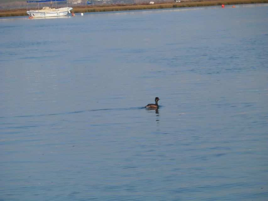 Faro: Eco-Friendly Ria Formosa Bird Watching in Solar Boat - Key points to know before you go