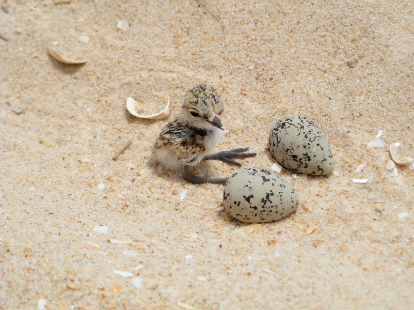 Faro: Eco-Friendly Ria Formosa Bird Watching in Solar Boat - Small details that improve the outing