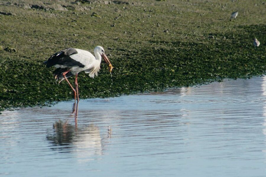 Faro: Eco-Friendly Ria Formosa Bird Watching in Solar Boat - Why the Ria Formosa works so well for birdwatching