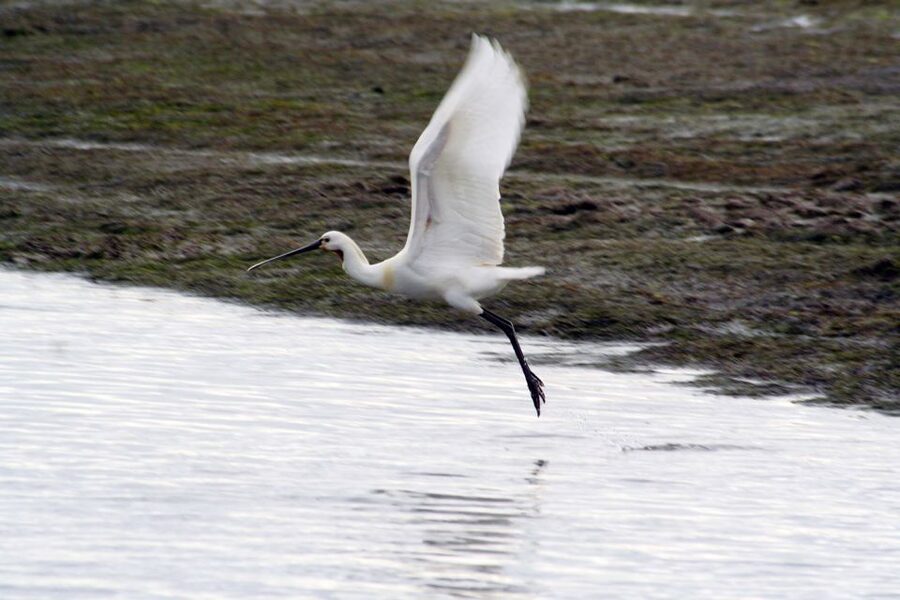 Faro: Eco-Friendly Ria Formosa Bird Watching in Solar Boat - One quiet hour inside the national park