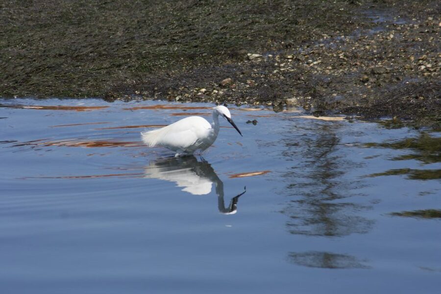 Faro: Eco-Friendly Ria Formosa Bird Watching in Solar Boat - Tides, seasons, and the question of timing