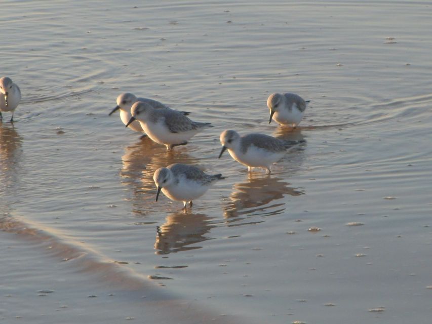 Faro: Eco-Friendly Ria Formosa Bird Watching in Solar Boat - What makes the solar boat different