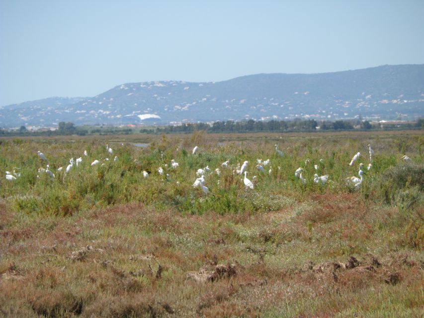 Faro: Eco-Friendly Ria Formosa Bird Watching in Solar Boat - Price and value at $47