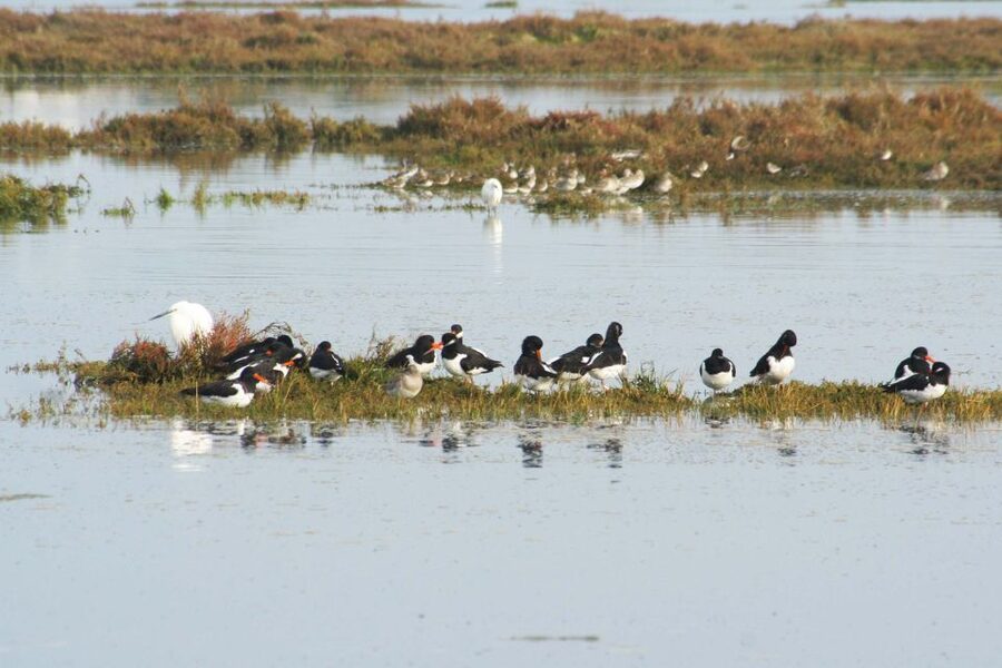Faro: Eco-Friendly Ria Formosa Bird Watching in Solar Boat - Who will enjoy this Faro outing most