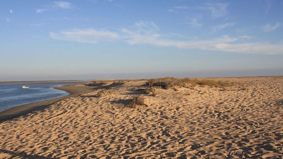 Faro: Ria Formosa Eco Birdwatching Boat Tour - Key details before you book
