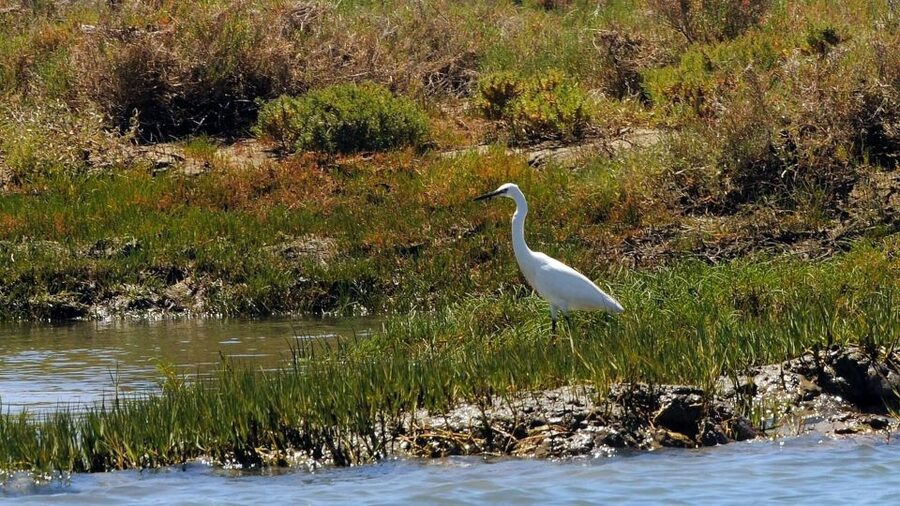 Faro: Ria Formosa Eco Birdwatching Boat Tour - Final call: book it for the quiet, not a checklist