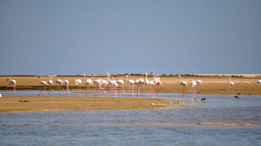 Faro: Ria Formosa Eco Birdwatching Boat Tour - Watching herons, spoonbills, and waders