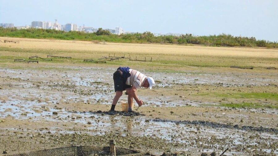 Faro: Ria Formosa Eco Birdwatching Boat Tour - Why tide, wind, and month matter