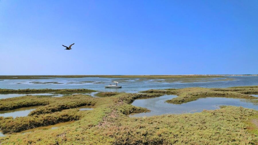 Faro: Ria Formosa Eco Birdwatching Boat Tour - The boat route and what you see along the way