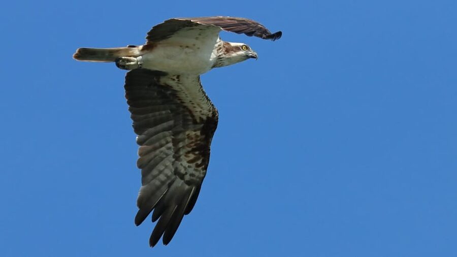 Faro: Ria Formosa Eco Birdwatching Boat Tour - Guide quality and the small-group difference