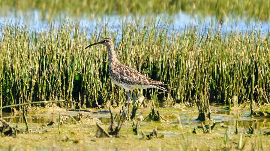 Faro: Ria Formosa Eco Birdwatching Boat Tour - Is $47 a fair price?