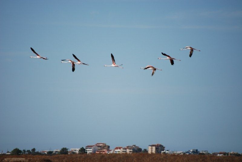 Faro: Ria Formosa Natural Park Segway Tour & Birdwatching - Key points to know before you book