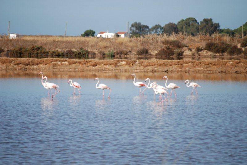 Faro: Ria Formosa Natural Park Segway Tour & Birdwatching - How the pace works for families and mixed abilities