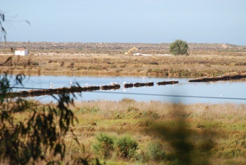 Faro: Ria Formosa Natural Park Segway Tour & Birdwatching - Your first ten minutes: learning to control the Segway